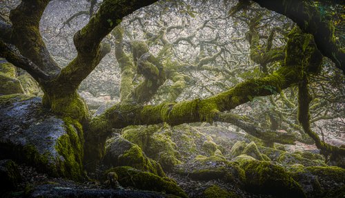 Wistman's Wood Dartmoor by Paul Nash