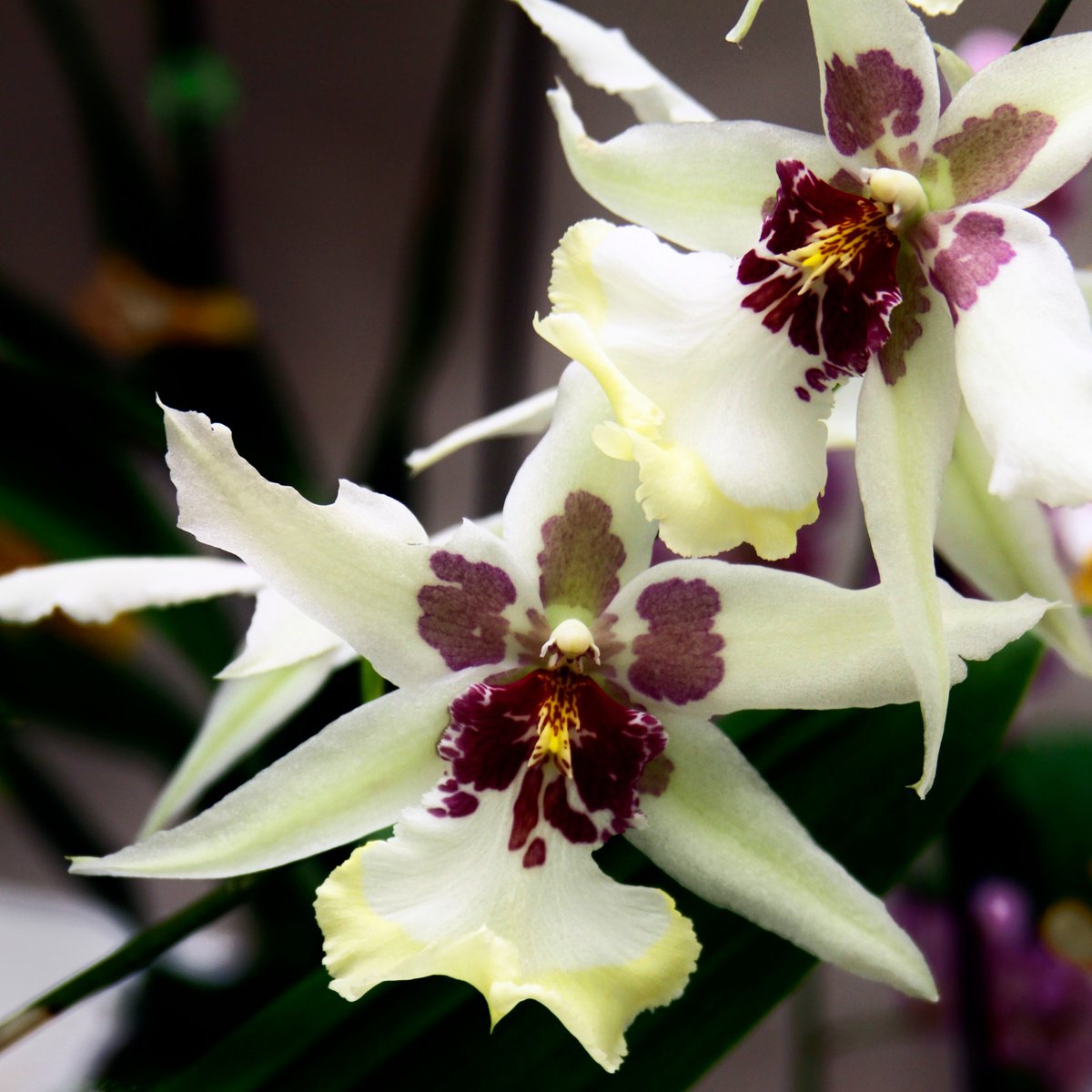 Impressionistic Botanical Photograph By William Dey, 22 X 22", Star Orchids Landers Ca, Original Artwork