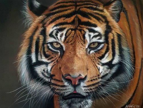 Solitude - tiger portrait by Silvia Frei
