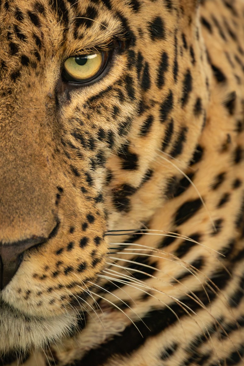 Photorealistic Animal Photograph By Nick Dale, 26 X 33", "Is This Close Enough...?", Original Artwork