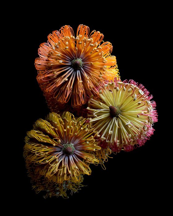 Three Banksias