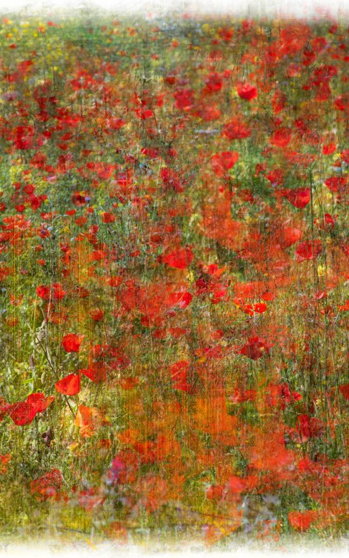 Poppy Red by Louise O'Gorman