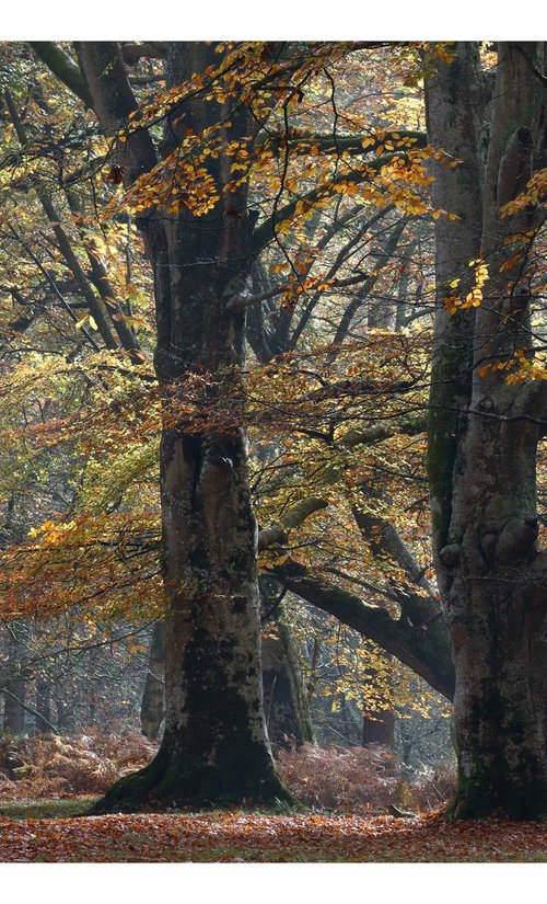 November Forest VIII by David Baker