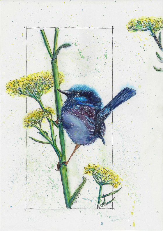 Blue Wren