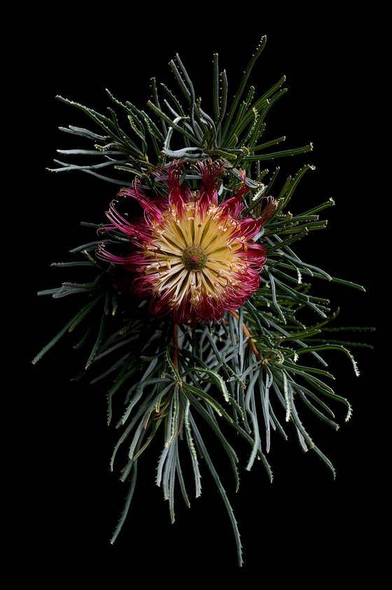 Red Swamp Banksia