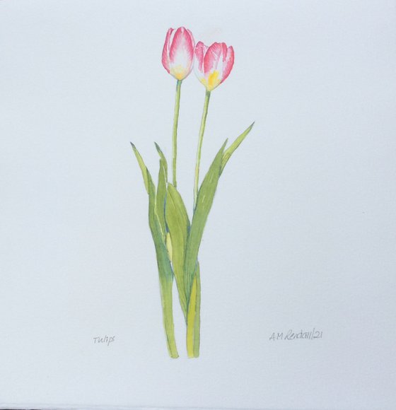 Tulips