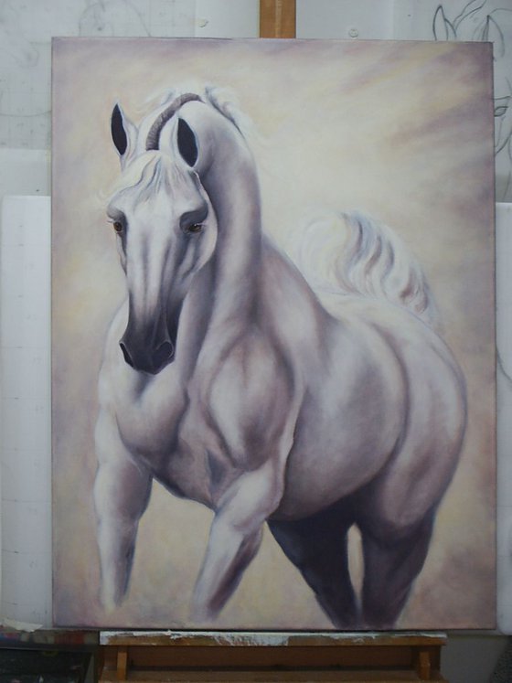 White Knight- Arabian Stallion