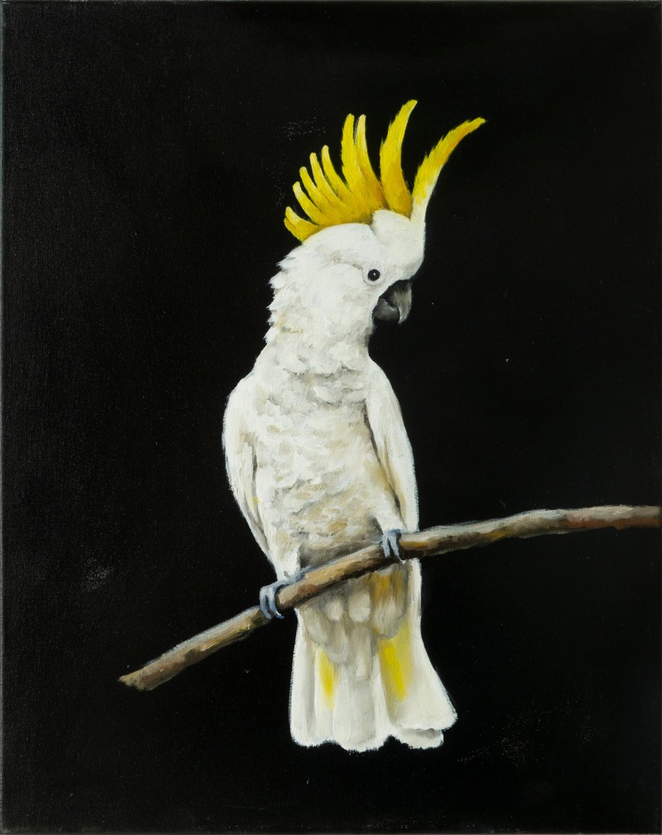 White cockatoo on black background by Lisa Braun