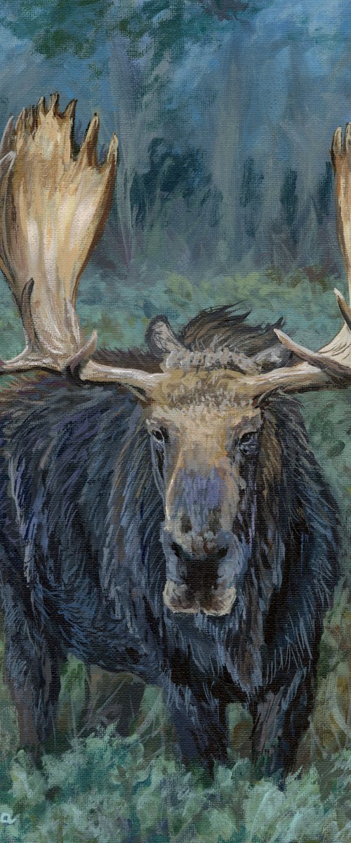 Moose in the Morning by Steph Moraca