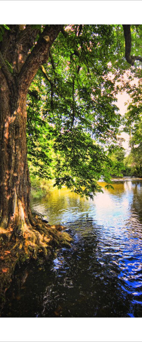 River and Tree by Martin  Fry