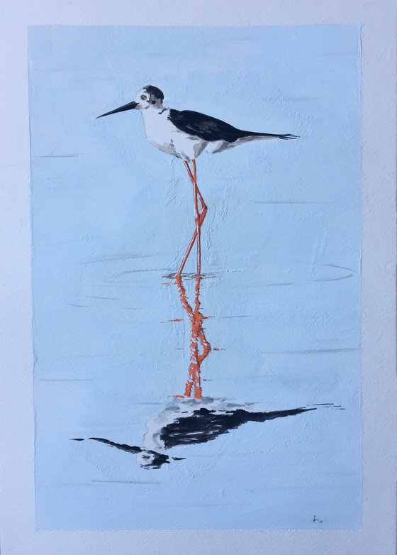 Black Winged Stilt feeding