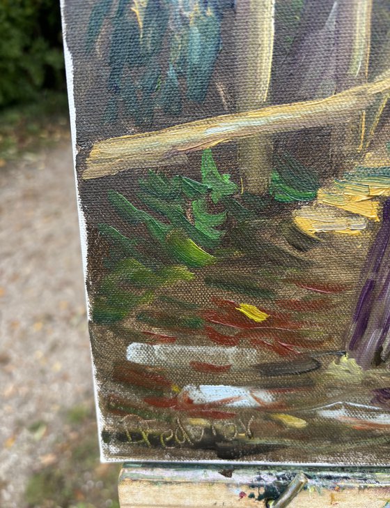 Autumn in Dutch forest