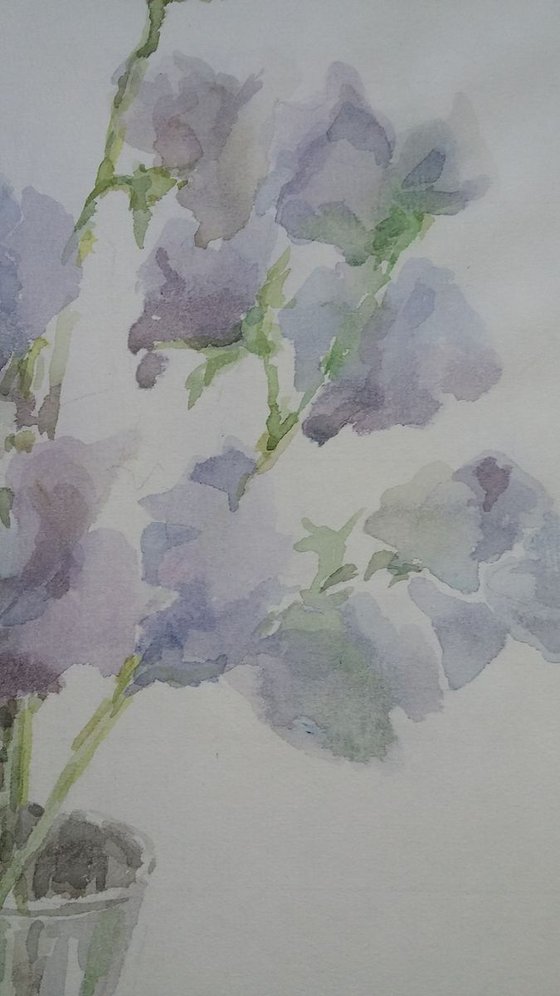 Sweet pea