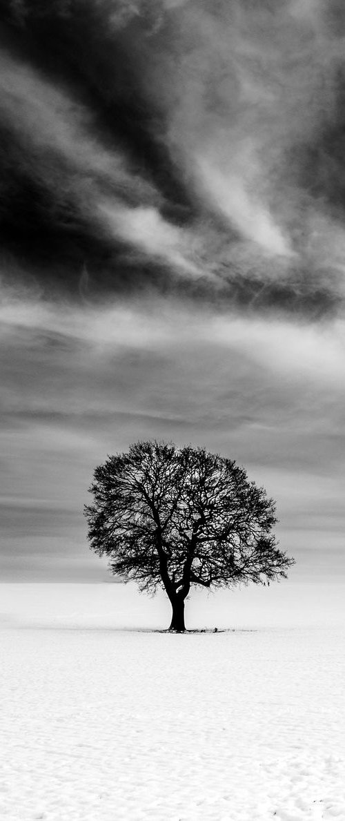 Lone Tree by Michelle Williams Photography
