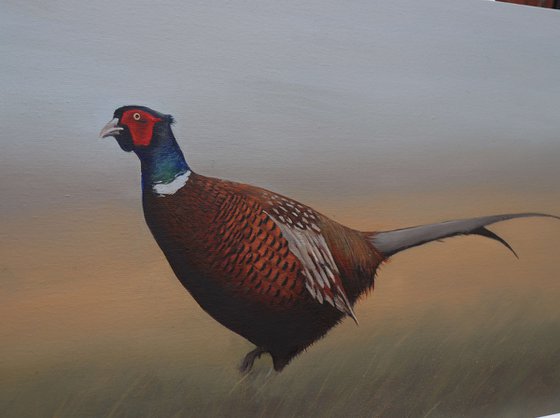 Pheasant in the Field