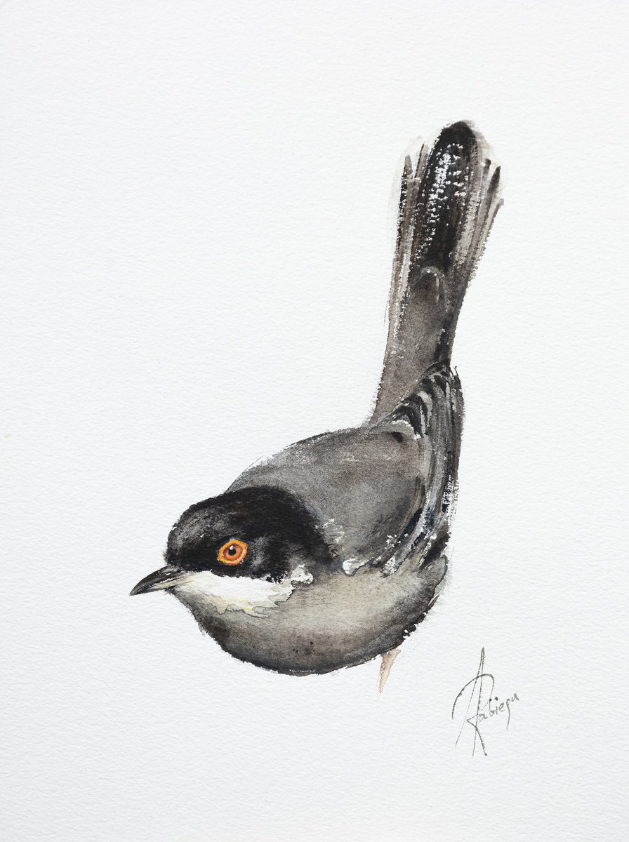 Animal Watercolour By Andrzej Rabiega, 9 X 12, Sardinian Warbler, Original Artwork