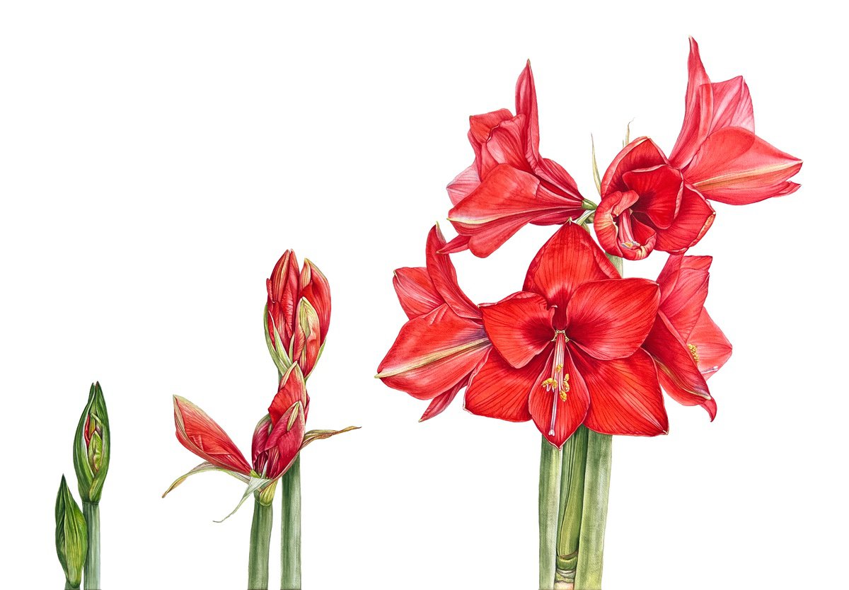 Photorealistic Watercolour , Algorithms Of Flowering. By Nataliia Kupchyk, 47 X 31, Artwork For Sale On Artfinder