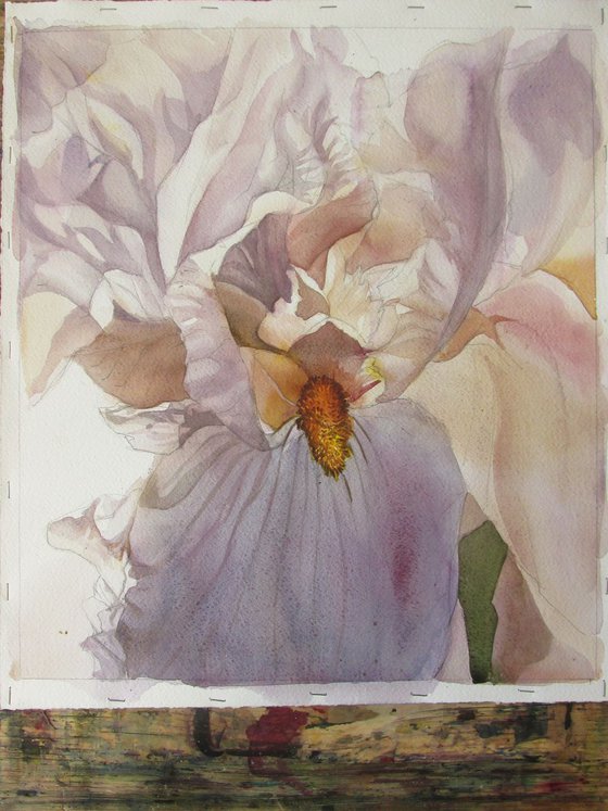 the scent of iris