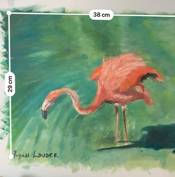 Flamingo Grazing