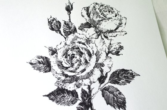 Novalis roses