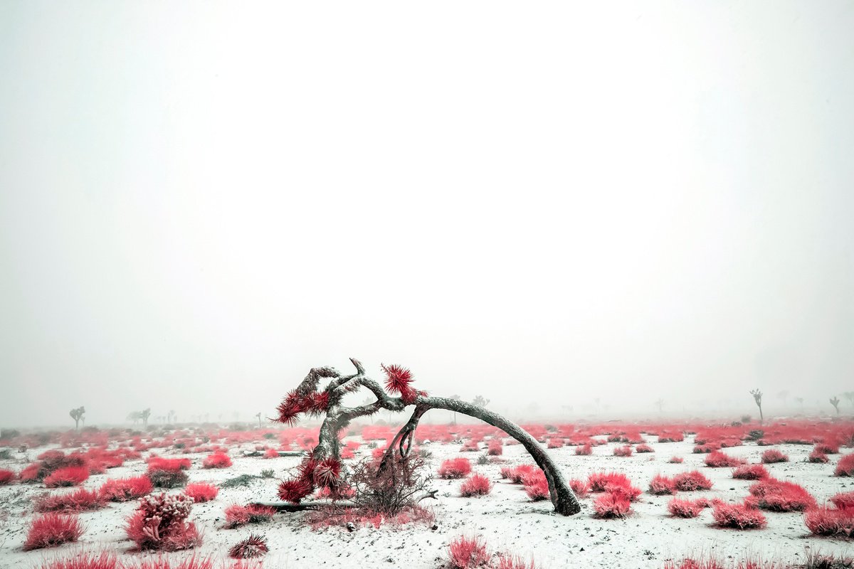 Photorealistic Photograph , What We Alter In Remembering By Mark Hannah, 36 X 24, Artwork For Sale On Artfinder