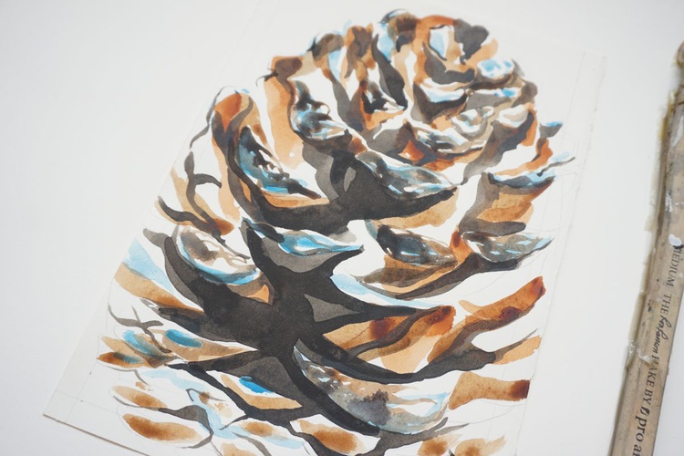 Pine Cone Watercolour Study By Hannah Clark Artfinder