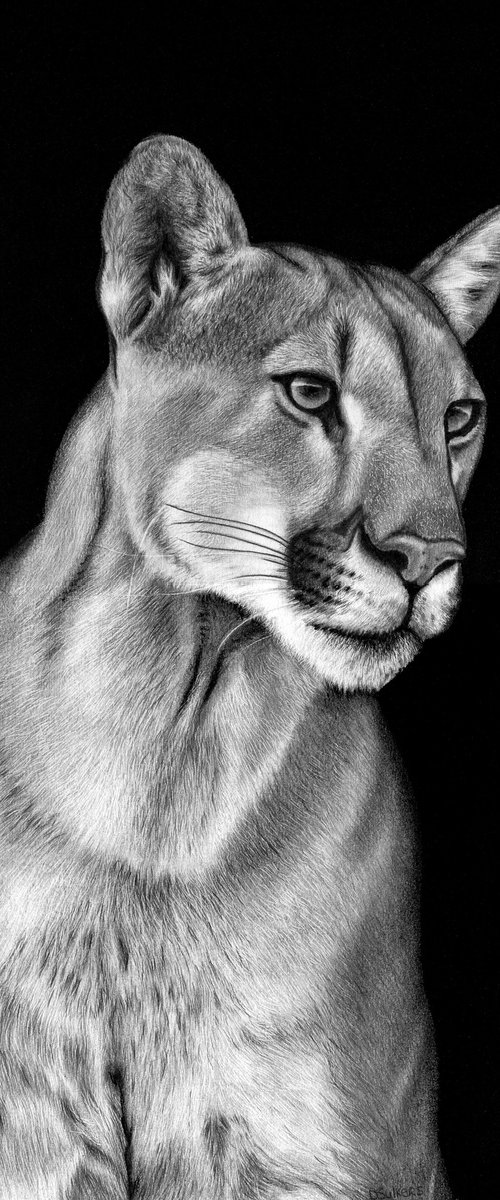 Puma by Sulkers Art