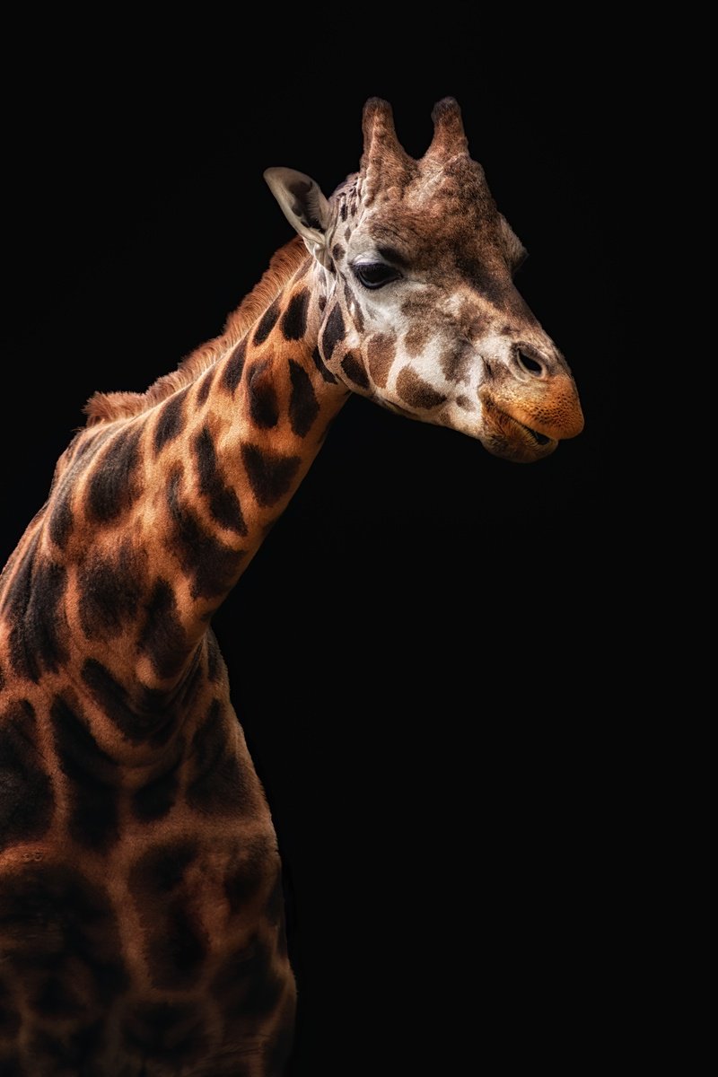 Animal Photograph By Paul Nash, 16 X 24", Giraffe Long Neck Portrait, Original Artwork