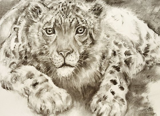 Snow Leopard_Charcoal