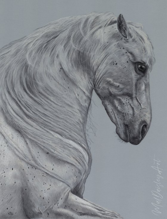 Study of a White Horse