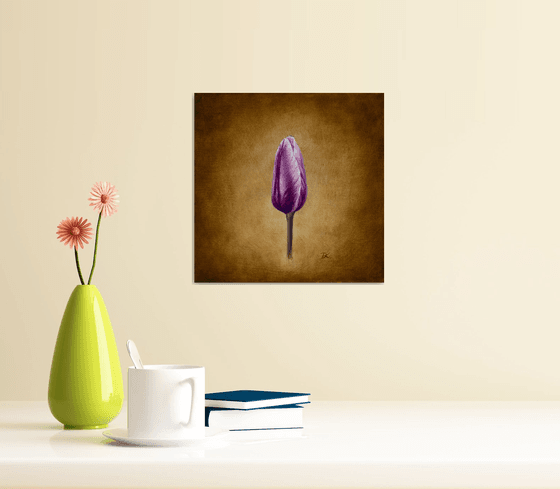 Purple tulip