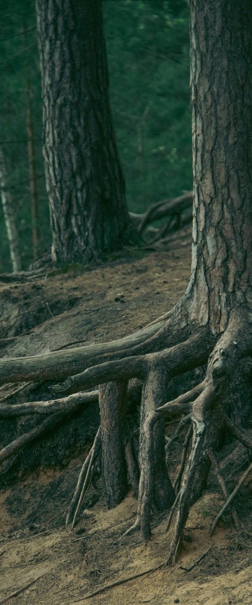 Holding the Ground by Kristine Okuneva