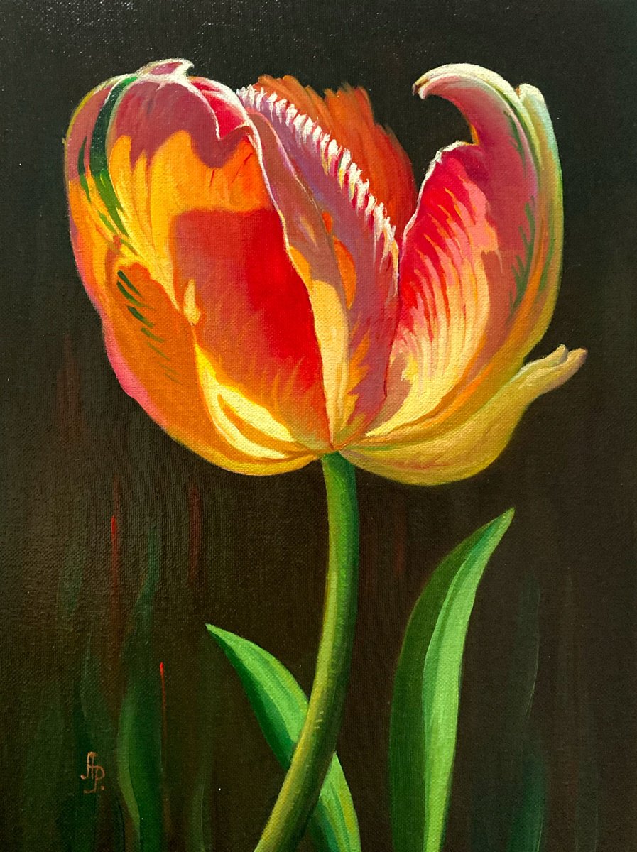 Romantic tulip by Olexandr Romanenko