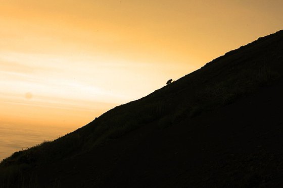 Tree at Sunset