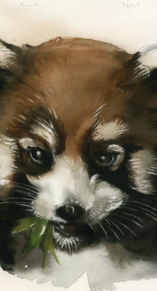 red panda watercolor by Alfred  Ng