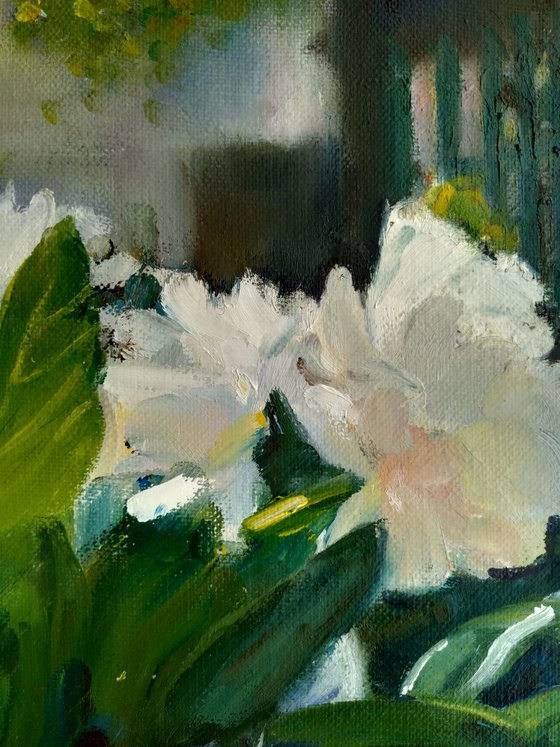 Peonies