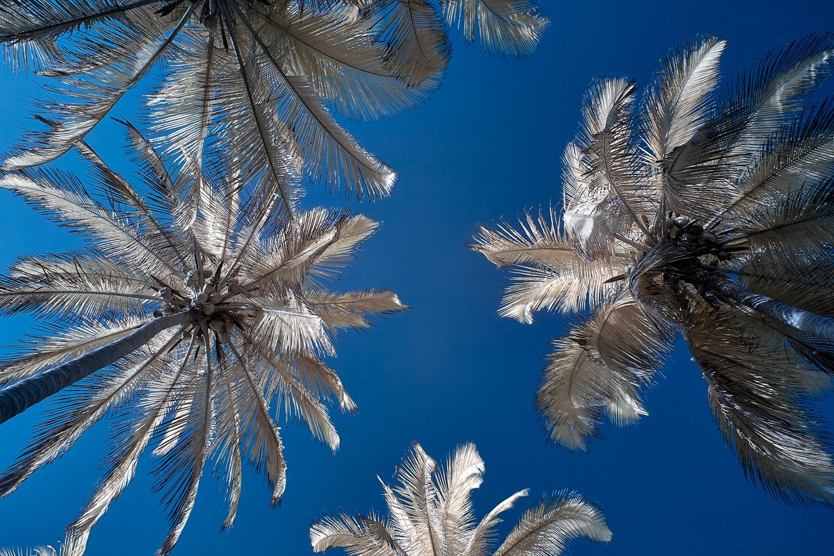 Palm Trees and Sky, Palomino. by Ed Watts