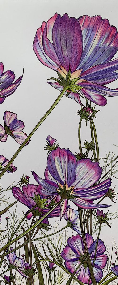 Purple cosmos by Karen Elaine  Evans