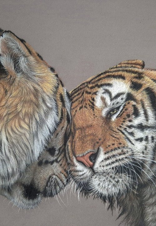 SOULMATES - Tiger portrait by Silvia Frei