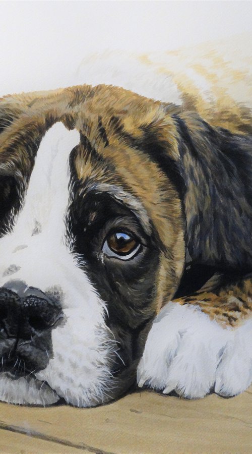 Boxer dog #2 by Julian Wheat