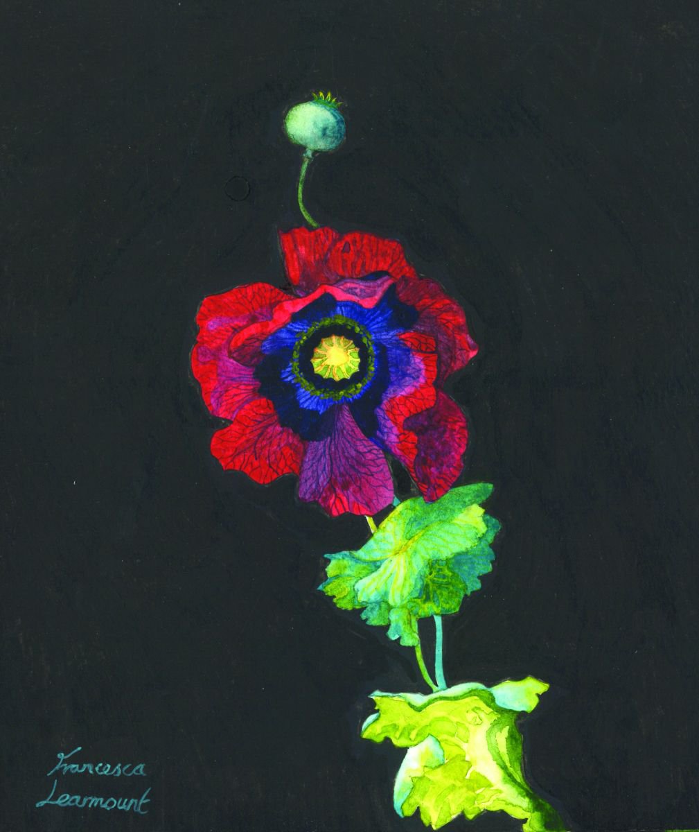 Small Poppy by Francesca Learmount at Cicca-Art