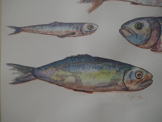 Set of fish - original seafood watercolor paintink and ink graphic