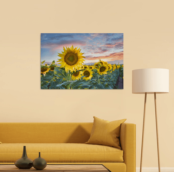 Sunflower Sundown