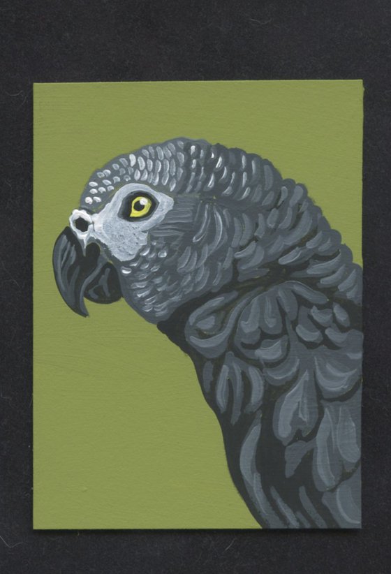 African Gray Parrot Bird