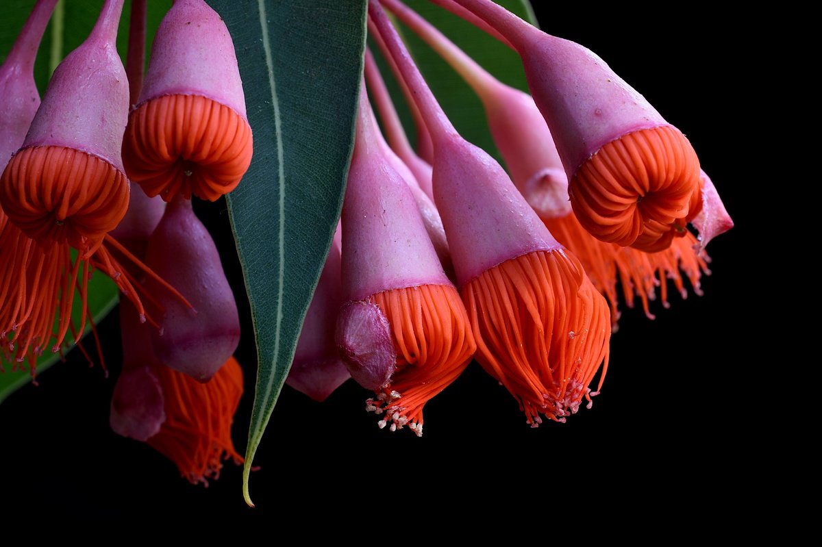 Photorealistic Photograph , Corymbia Ficifolia Baby Orange By Nadia Culph, 35 X 24, Artwork For Sale On Artfinder