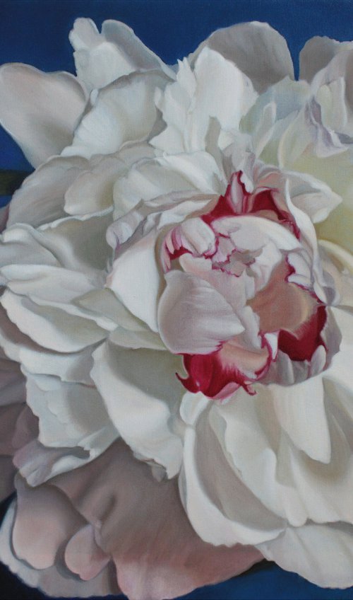 White peony on blue background by Julia Diven