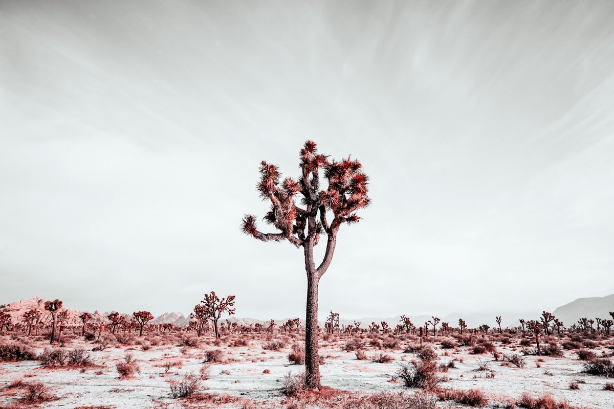 Winter Storm in the Mojave by Mark Hannah