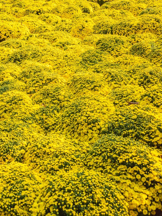 February Meadow Diptych