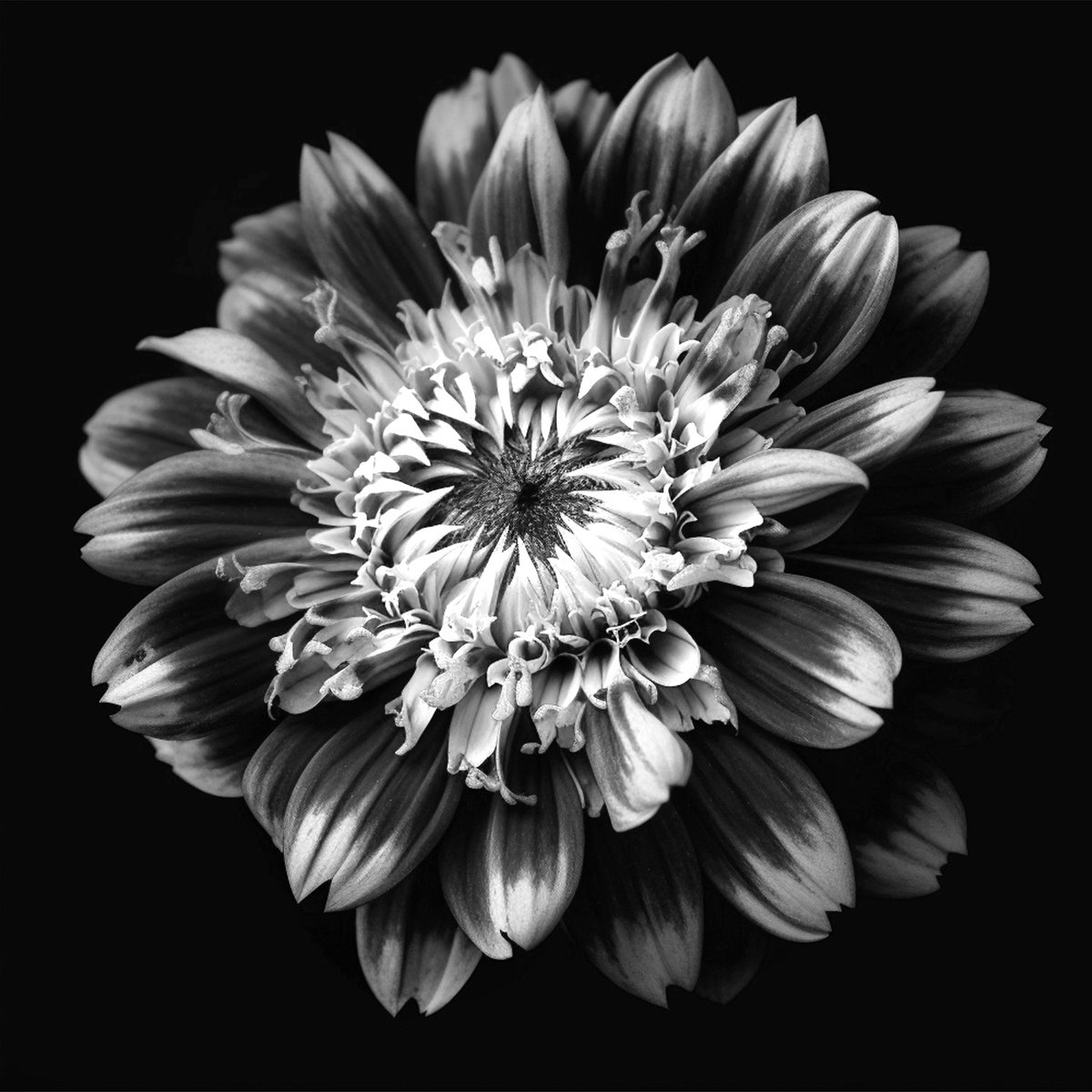 Photorealistic Botanical Photograph By Michael Filonow, 32 X 32", A Botanical 4, Original Artwork