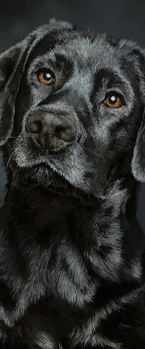 Black Labrador original painting by Paul Hardern
